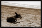 the-beach-dog  © 2025 René Göke